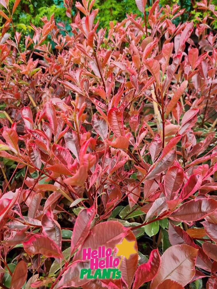 Photinia 'Pink Marble'