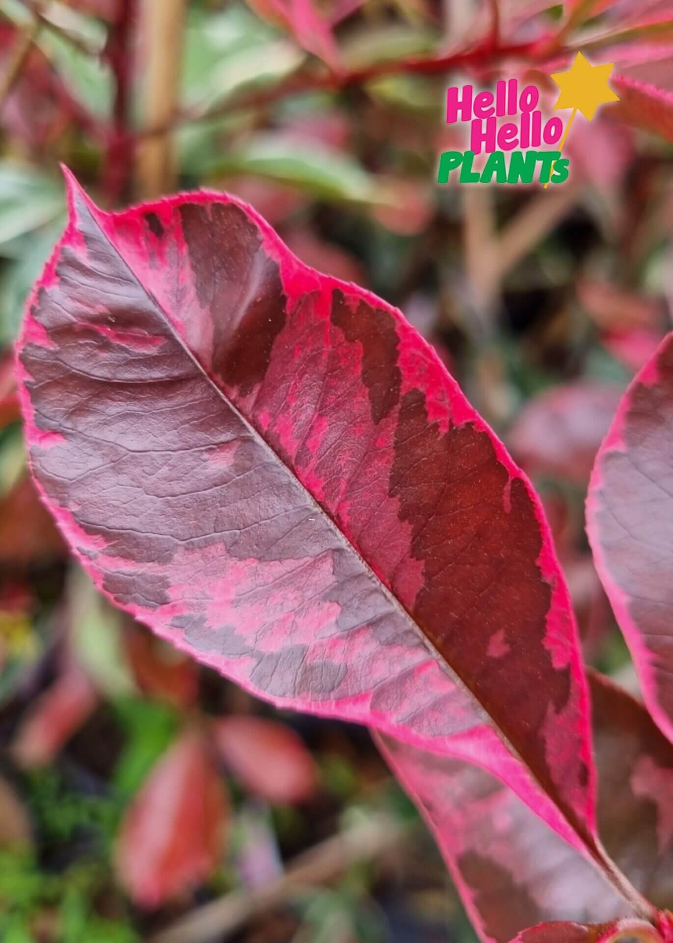 Photinia 'Pink Marble'