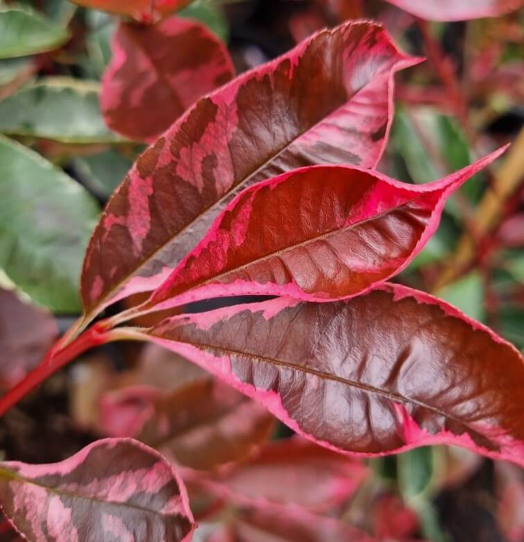 Photinia 'Pink Marble'