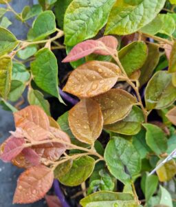 The Loropetalum 'Daybreak Flame' in a 6" pot features vibrant green and brown leaves, accented with water droplets that highlight its healthy growth and seasonal changes.