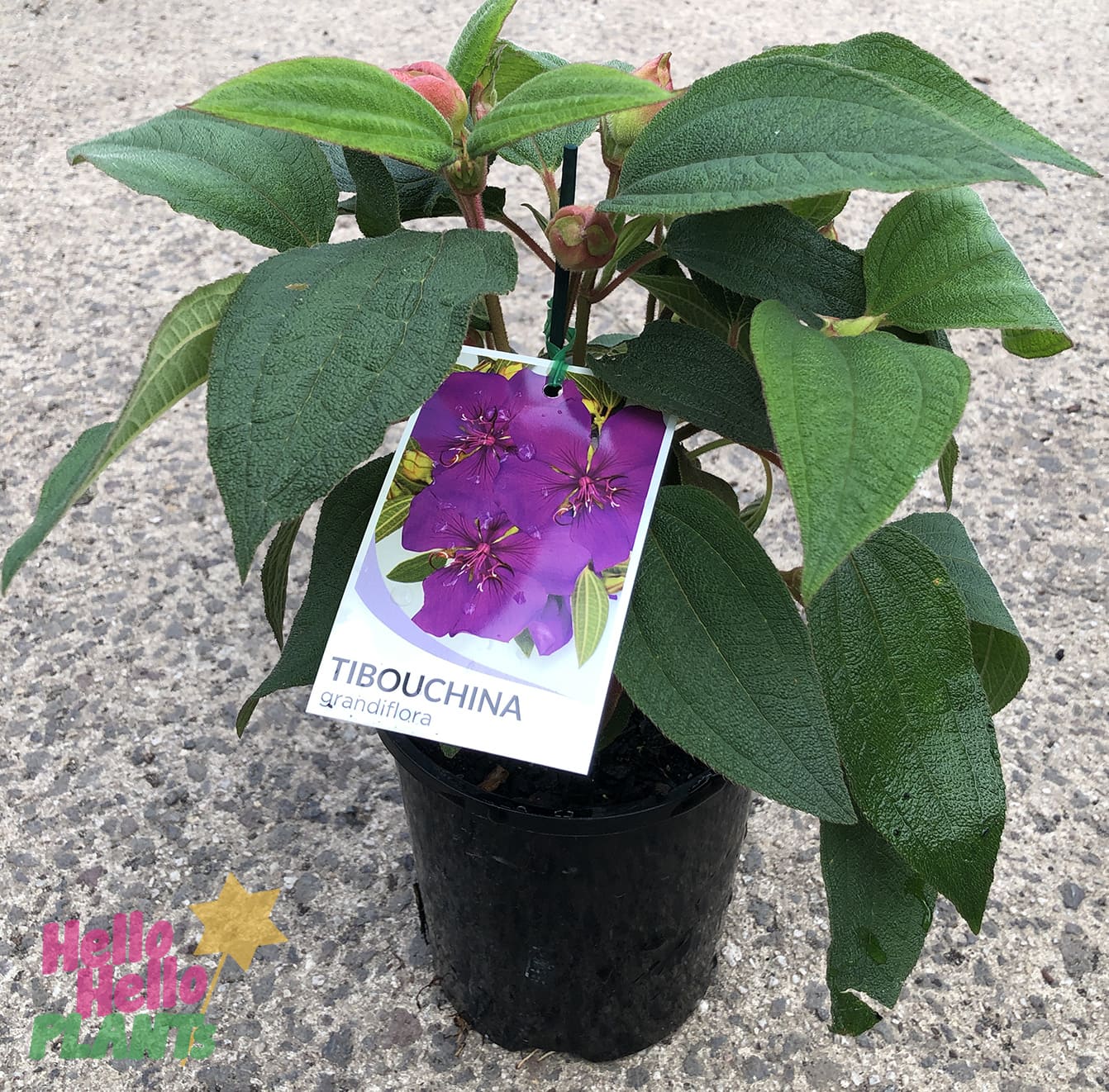 Hello Hello Plants Nursery Melbourne Victoria Australia Tibouchina Grandiflora Lasiandra 14cm Pot Princess Flower Glory bush