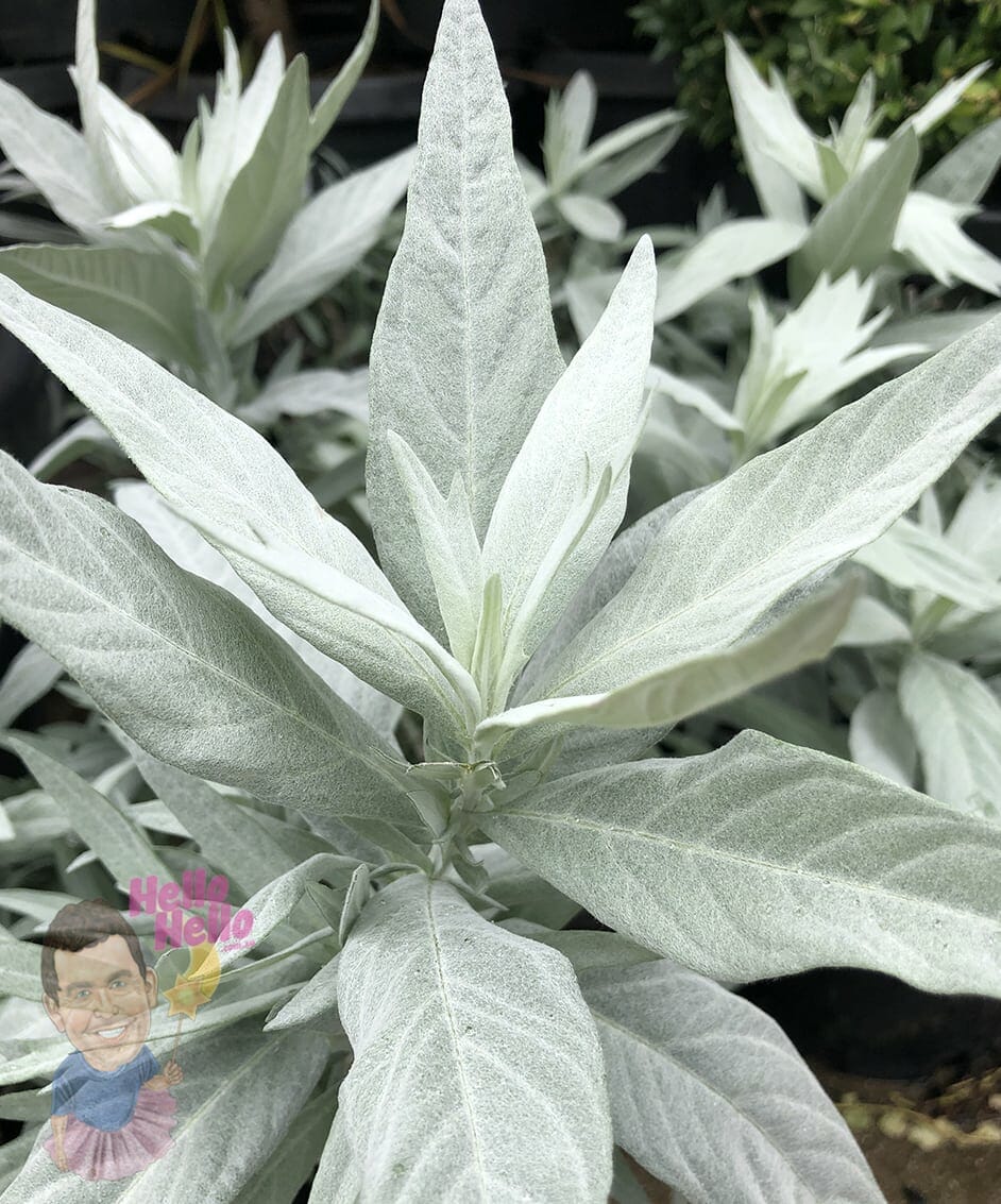 Artemisia 'Valerie Finnis'