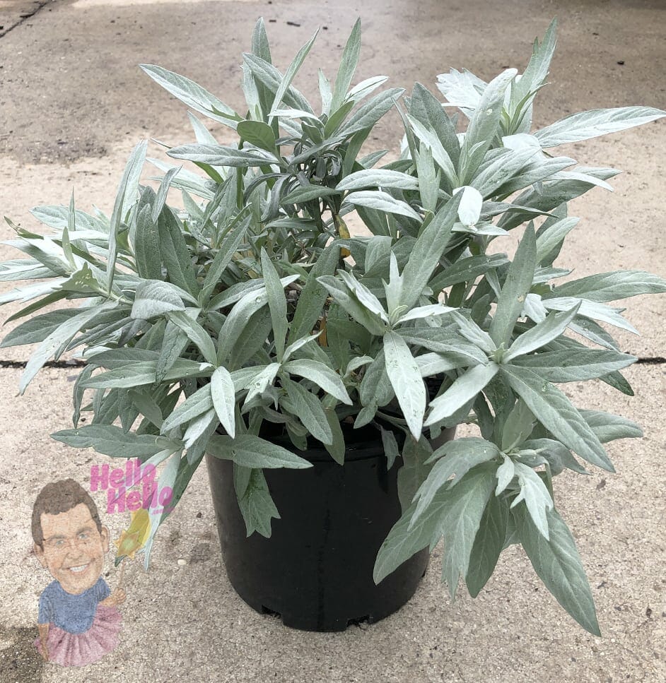 Artemisia 'Valerie Finnis'