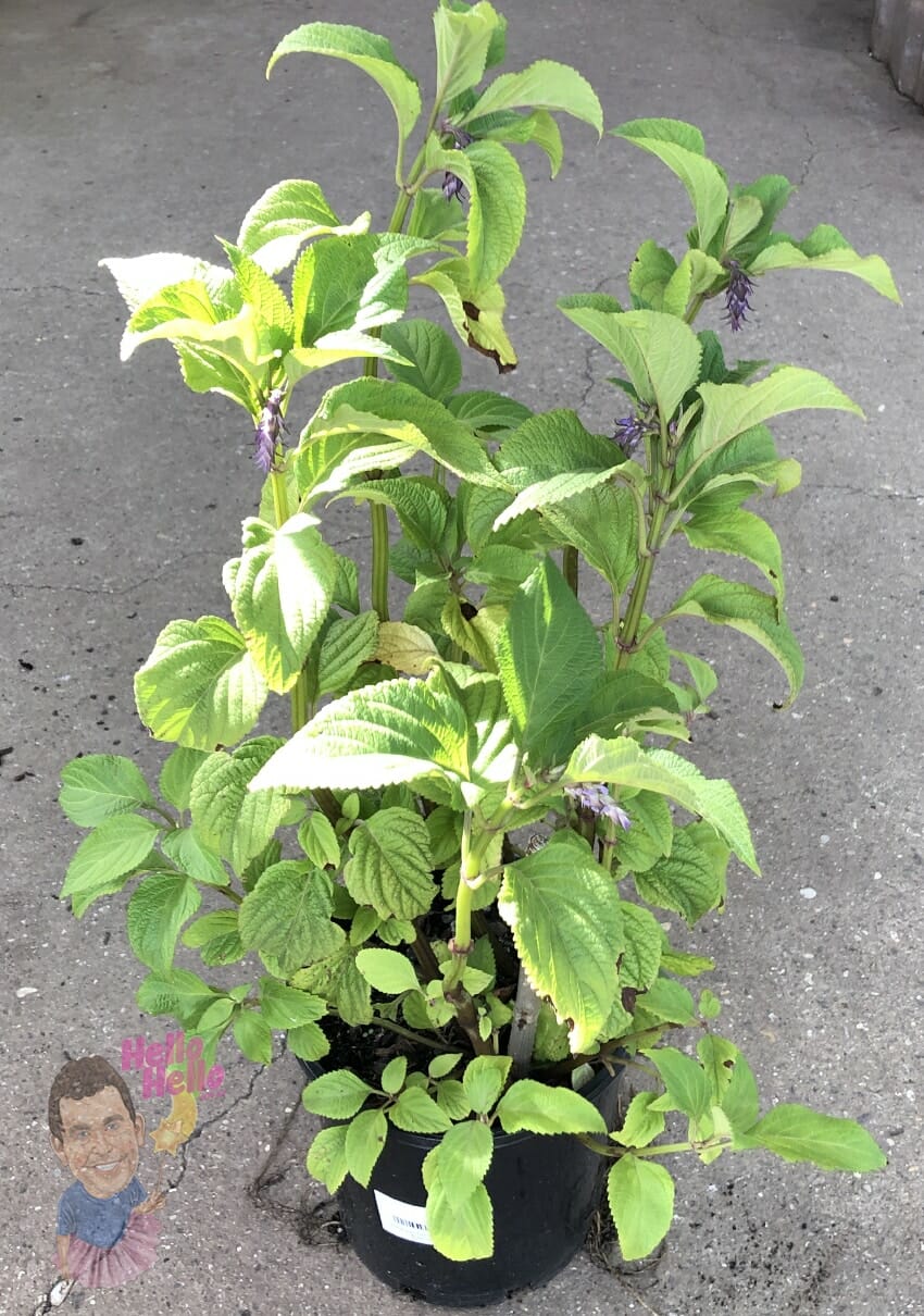 Plectranthus ecklonii 'Spur Flower' 7" Pot