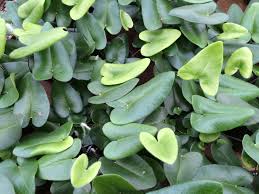 Clusters of heart-shaped green leaves form a lush carpet on the ground, echoing the delicate beauty of Hemionitis 'Heart Fern' 6" Pot foliage.
