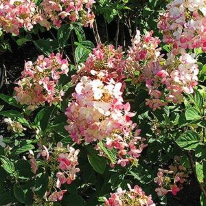 Clusters of Hydrangea 'Pink Diamond' flowers, blooming in pink and white with lush green leaves, bask gracefully in the sunlight. Planted in an 8" pot, these beauties add elegance to any garden setting.