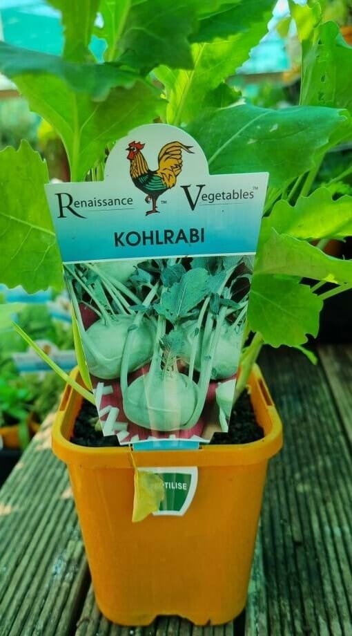 Kohlrabi 4" Pot