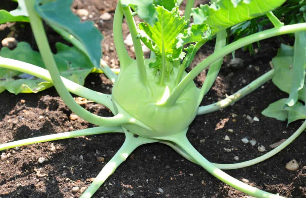 Kohlrabi 4" Pot