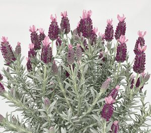The Lavandula 'Silver Lining Eternity' Lavender in a 6" pot highlights its vibrant purple blooms and lush green leaves, embodying nature's eternal beauty against a plain backdrop.