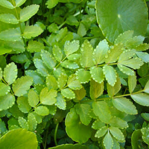 Close-up of Cress 'Lebanese' 4" Pot foliage, showcasing lush green leaves with rounded and serrated edges, adorned in sparkling water droplets.