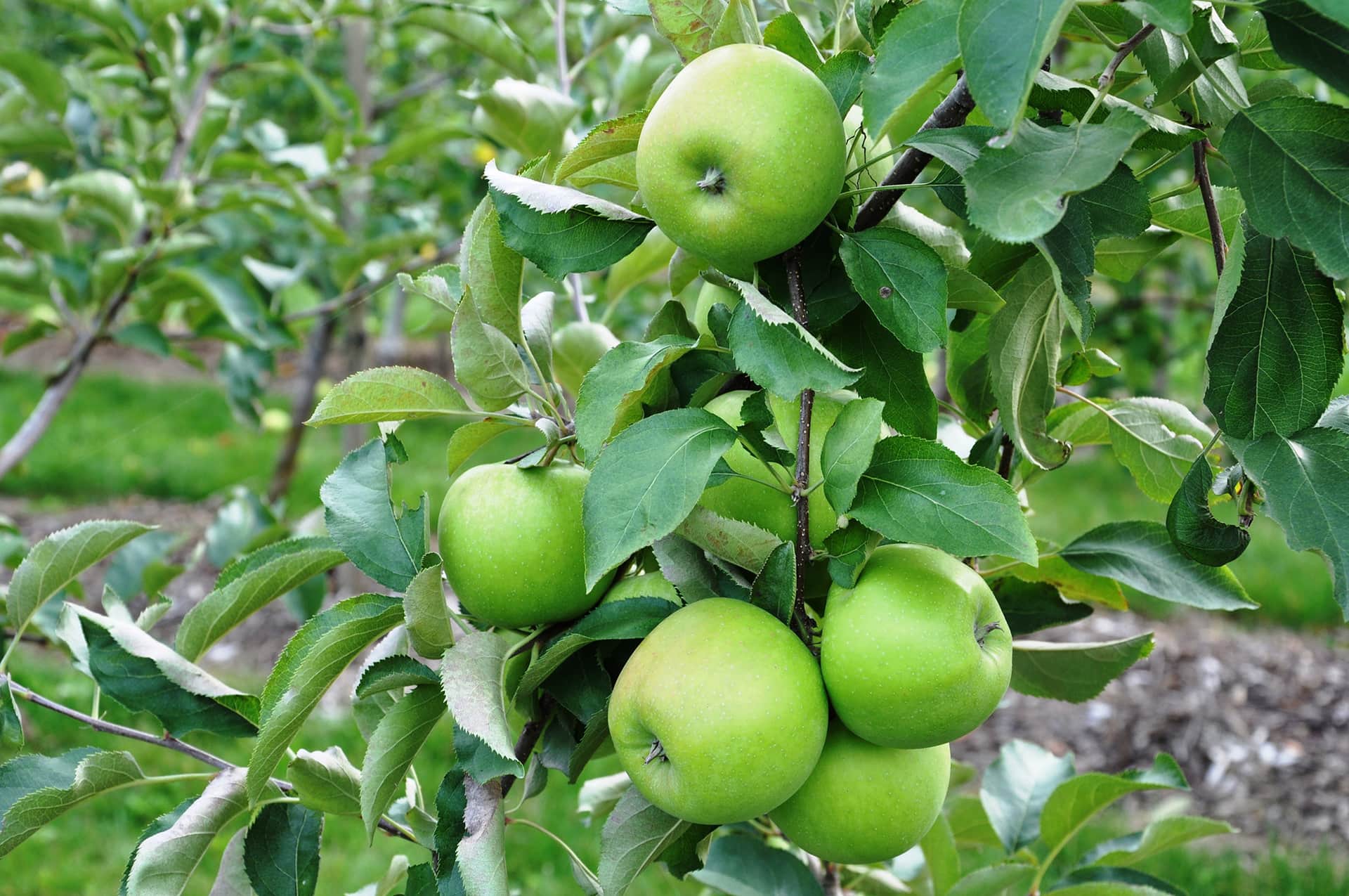A cluster of Malus 'Leprechaun' PBR Dwarf Apples adorns a tree branch amidst lush leaves in a tranquil garden.