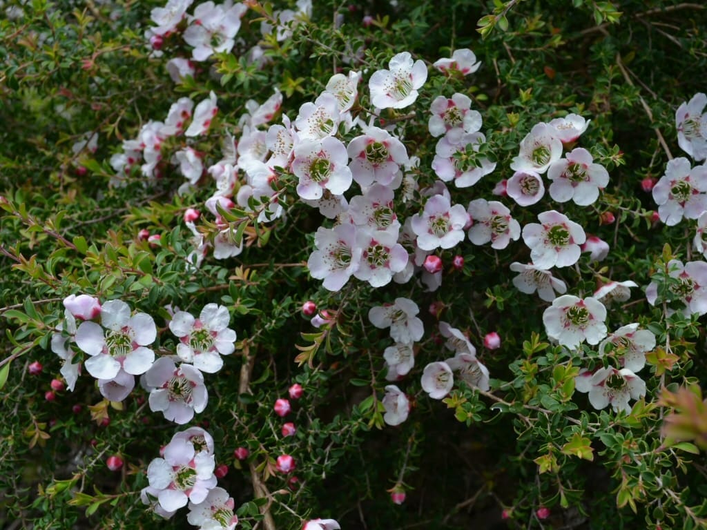 Leptospermum 'Cherish' Tea Tree