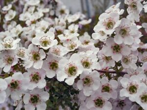 A close-up of a cluster of small white Leptospermum 'Cherish' flowers with green centers and pink accents, blooming on branches with a blurred background. These blossoms can thrive in a 6" pot.