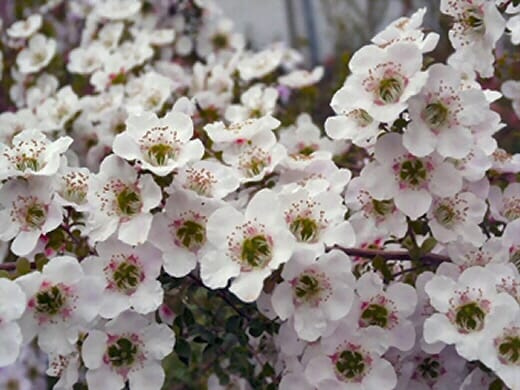 A close-up of a cluster of small white Leptospermum 'Cherish' flowers with green centers and pink accents, blooming on branches with a blurred background. These blossoms can thrive in a 6" pot.
