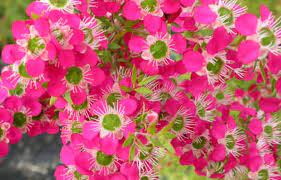 The Leptospermum 'Love Affair' PBR Tea Tree in a 6" pot boasts bright pink flowers with white centers and green foliage, making it a stunning addition to any garden.