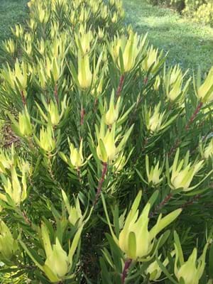 A row of Leucadendron 'Golden Mitre' plants, with yellow-tipped greenery, graces a grassy area, bathing in sunlight, showcasing their elegance.