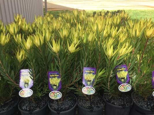 Leucadendron 'Golden Mitre'