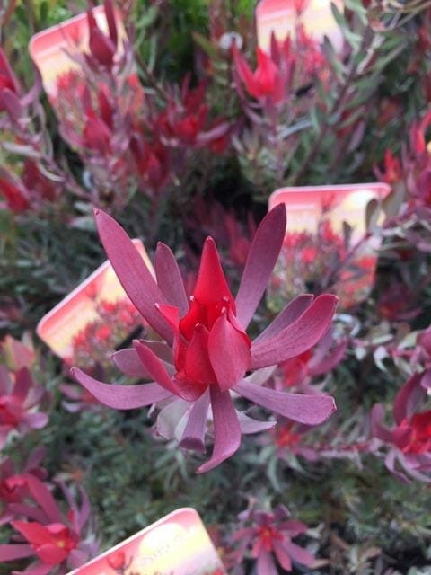 Leucadendron 'Misty Sunrise'