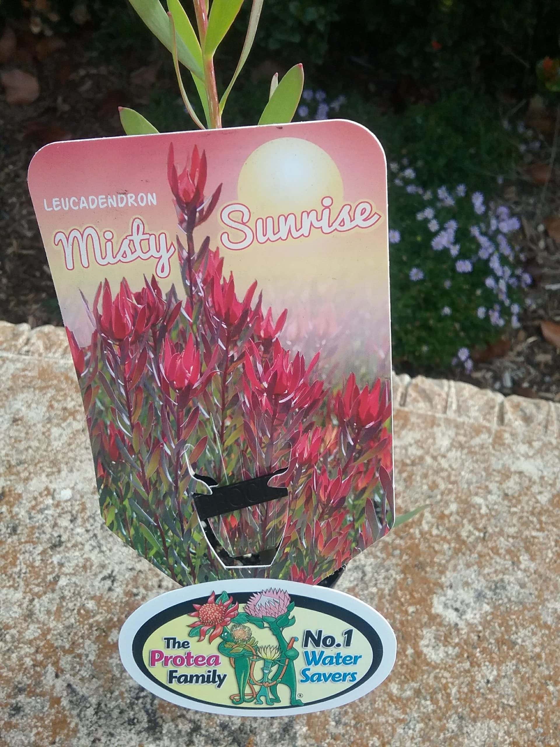 Leucadendron 'Misty Sunrise'