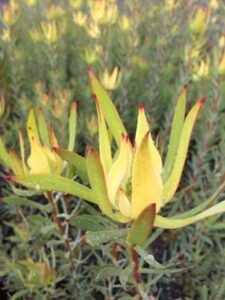 Close-up of a Leucadendron 'Oriental Blush' in an 8" pot with pointed red-tipped petals and lush green foliage.