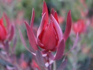 Close-up of a Leucadendron 'Red Countess' in an 8" pot with long, pointed petals against a blurred green background.