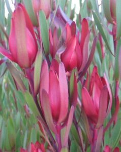 The Leucadendron 'Silvan Red' 8" Pot boasts elongated red and green leaves densely packed together.