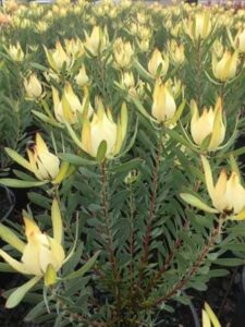 A group of Leucadendron 'Yellow Countess' 8" Pots displays elongated green leaves and vibrant yellow, flame-shaped flowers growing closely together.