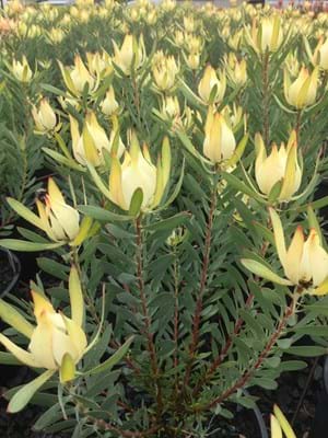 A group of Leucadendron 'Yellow Countess' 8" Pots displays elongated green leaves and vibrant yellow, flame-shaped flowers growing closely together.