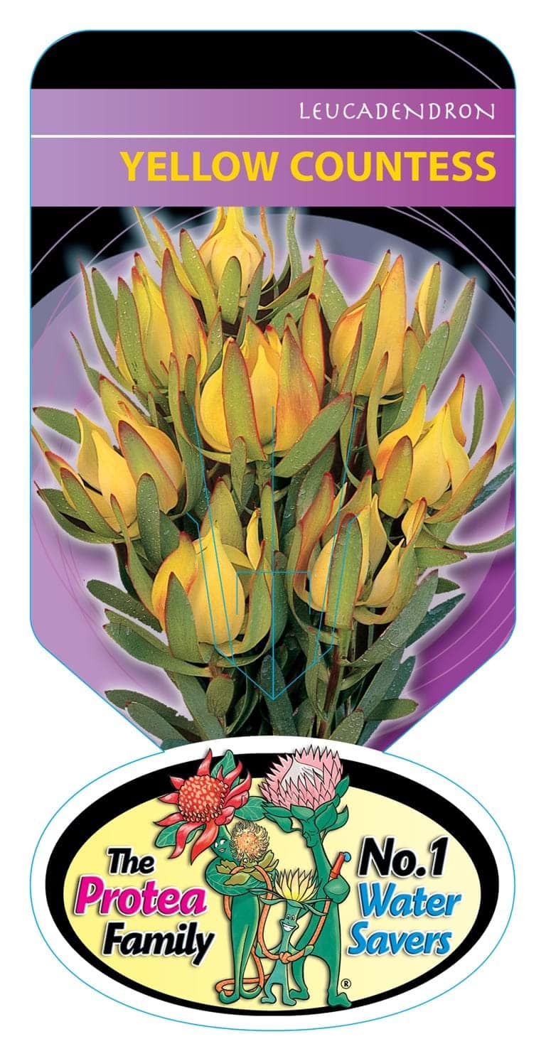 Leucadendron 'Yellow Countess' 6" Pot