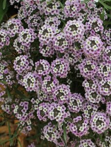 Close-up of Lobularia 'Blushing Princess' Sweet Alyssum in a 6" pot, featuring clusters of small, light pink flowers with lush green leaves.