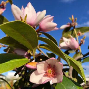 A close-up of Magnolia 'Pink Pearl' blossoms with lush green leaves against a vibrant blue sky, showcasing nature's elegance from a 12" pot.