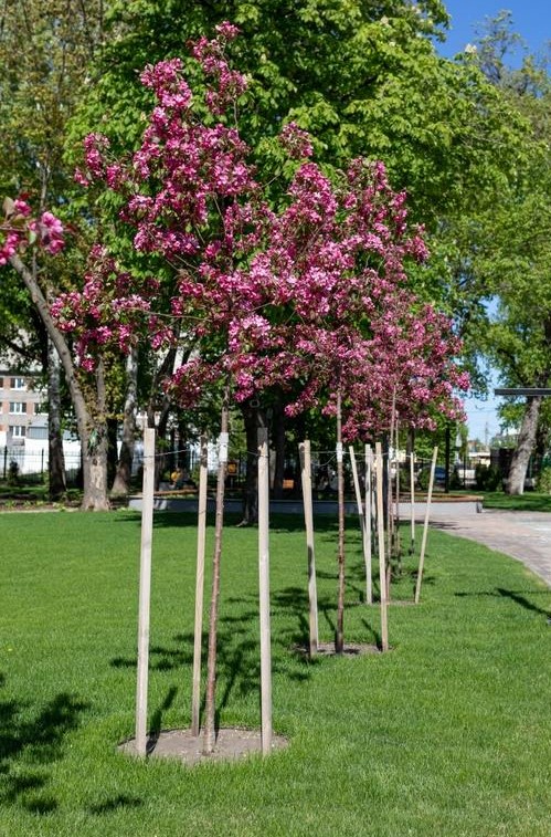 A row of Wisteria 'Violacea Plena' Mauve, each in an 8" pot and supported by wooden stakes, stands on a green lawn near a walkway in a park.
