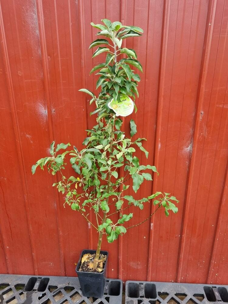 Malus 'Leprechaun' PBR Dwarf Apple 7" Pot