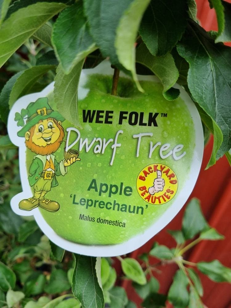 Malus 'Leprechaun' PBR Dwarf Apple 7" Pot