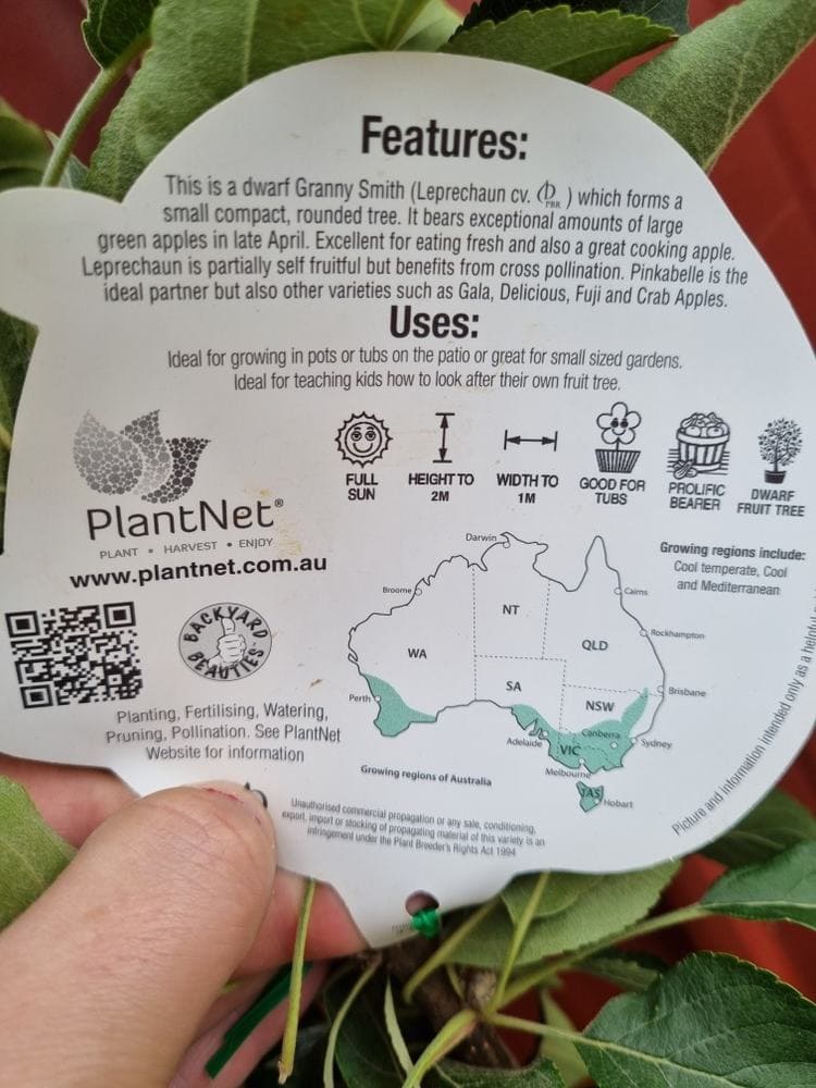 Malus 'Leprechaun' PBR Dwarf Apple 7" Pot