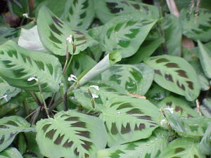A close-up of the Maranta 'Green Prayer Plant' in a 5" pot, displaying its vibrant green leaves with dark patterns and small white flowers, all shimmering with water droplets.