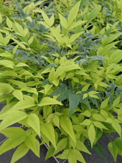 Nandina Lemon and Lime foliage close up
