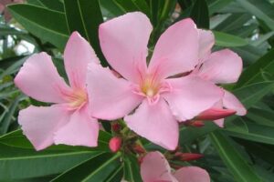 Close-up of three delicate light pink Nerium Oleander 'Isabella' flowers in a 7" pot, set against lush green leaves, perfect for enhancing any garden with their beauty.