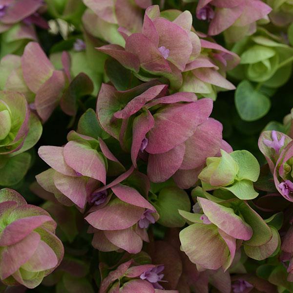 Capture the allure of an Oregano 'Kirigami' 6" Pot, showcasing overlapping green and pink bracts with delicate purple flowers.