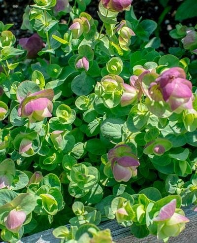 Oregano 'Kirigami' 6" Pot