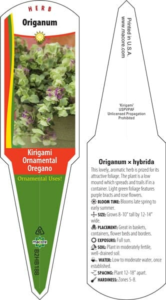 Oregano 'Kirigami' 6" Pot