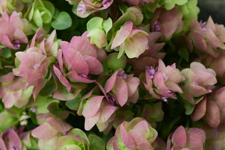 Oregano 'Kirigami' 6" Pot