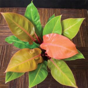 A Philodendron 'Prince of Orange' 7" Pot, featuring glossy leaves in green, orange, and red hues, sits beautifully on a wooden surface.