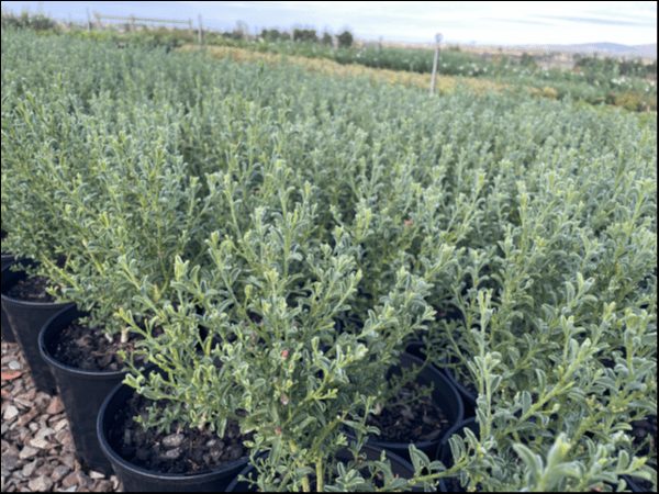 Philotheca 'Flower Girl' Waxflower 8" Pot