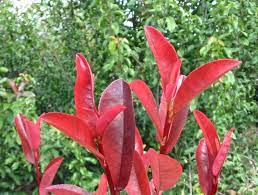 Close-up of bright red leaves on a Photinia 'Red Devil' plant in an 8" pot, with lush green foliage in the background.