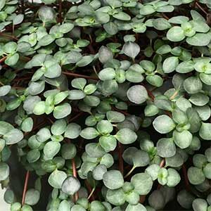Close-up of the Pilea 'Silver Sprinkles' plant in a 5" pot, highlighting its round green leaves, reddish stems, and charming silver hints.