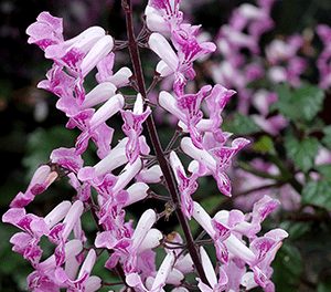 Close-up of Plectranthus 'Velvet Lady™' in a 6" pot, highlighting clusters of small pink and white flowers on a dark stem with lush green leaves.