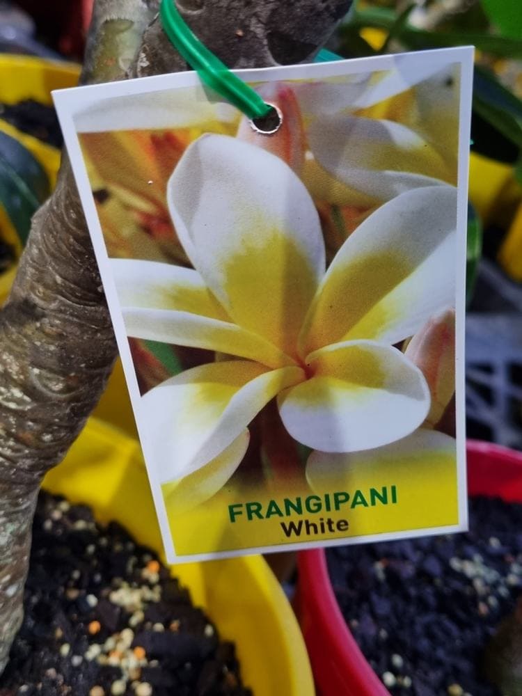 Plumeria 'Common White' Frangipani 400LT