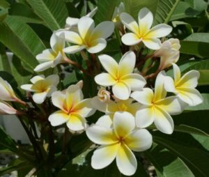 The Plumeria 'Common White' Frangipani in an 8" pot showcases vibrant clusters of white and yellow blooms with a backdrop of green leaves.