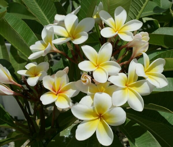 The Plumeria 'Common White' Frangipani in an 8" pot showcases vibrant clusters of white and yellow blooms with a backdrop of green leaves.